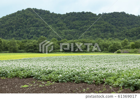 Potato fields in Hokkaido, Biei and Furano 61369017