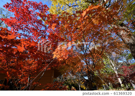 Joshin-ji Temple Nine Buddhas Autumn leaves 61369320