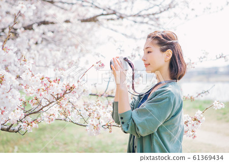 Women taking photos of cherry blossoms Women taking photos of cherry blossoms 61369434