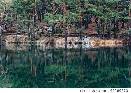 Pine forest reflecting on the lake water in a mountainous area on a misty day Pine forest reflecting on the lake water in a mountainous area on a misty day 61369570