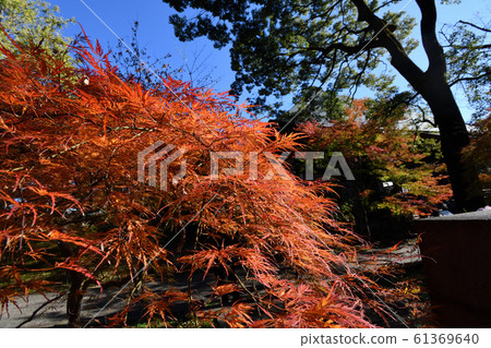 Joshin-ji Temple Nine Buddhas Autumn leaves 61369640