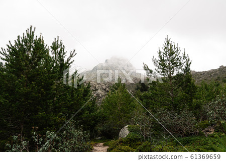 Picturesque view of mountainous landscape and pine forest on a misty day 61369659