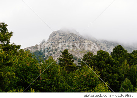 Picturesque view of mountainous landscape and pine forest on a misty day 61369683