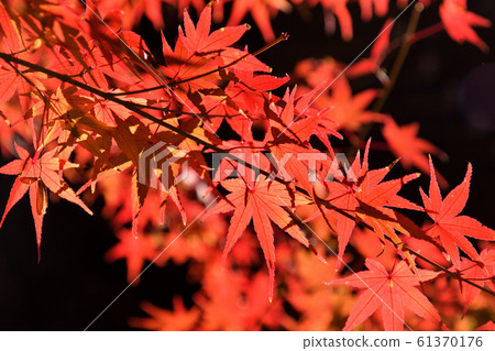 Joshin-ji Temple Nine Buddhas Autumn leaves Joshin-ji Temple Nine Buddhas Autumn leaves 61370176