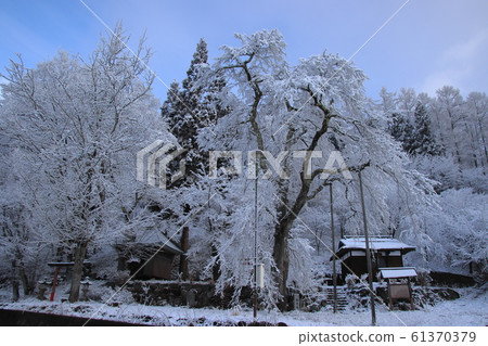 Snow-covered cherry blossoms in Hakuba Village, Nagano Prefecture 61370379