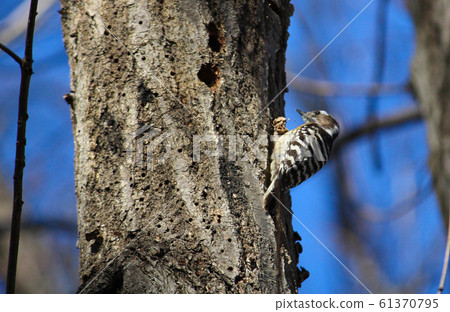 A woodpecker (kogella) is poking a tree (green law in Kodaira, Tokyo). Designated as a "city bird" by Kodaira City. A woodpecker (kogella) is poking a tree (green law in Kodaira, Tokyo). Designated as a "city bird" by Kodaira City. 61370795
