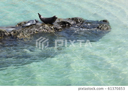 密封件 密封件 61370853