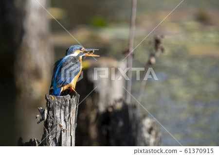 Kingfisher holding a small fish 61370915