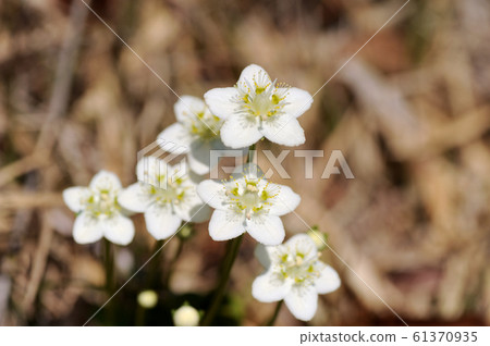 梅花草 梅花草 61370935