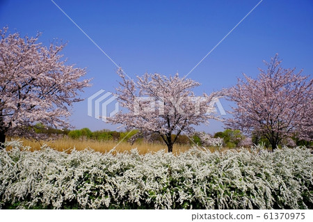 一排櫻桃樹和白花和藍天與雪柳 一排櫻桃樹和白花和藍天與雪柳 61370975