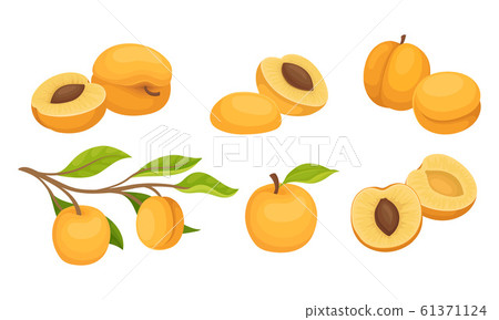 Whole and Halved Juicy Peach Fruit Vector Set Whole and Halved Juicy Peach Fruit Vector Set 61371124