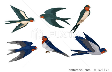 Barn Swallow with Long Tail and Sharp Wings Vector Set 61371172