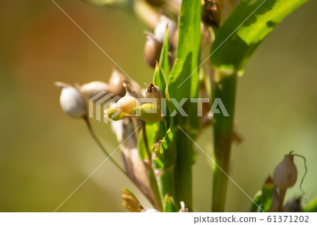 Yokuinin (Coix seed) fruit (raw material such as Coix tea) Yokuinin (Coix seed) fruit (raw material such as Coix tea) 61371202