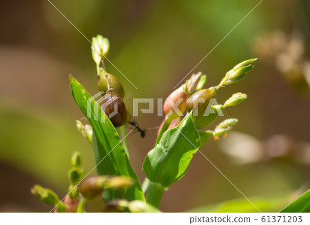 Yokuinin（Hatomugi）水果（Hatomugi茶等原材料） 61371203