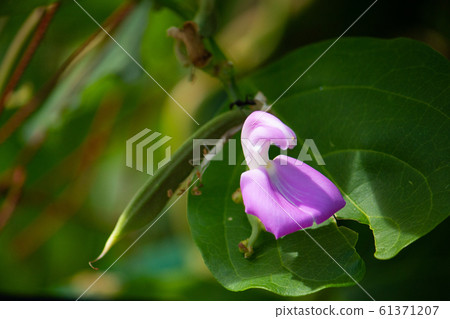 Pink flowers and beans of soybeans (natto beans, sword beans, hatchet beans) (scientific name: Canavalia gladiata) 61371207
