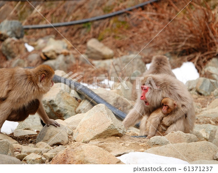 Wild monkey threatening to protect small monkey Nagano Jigokudani 61371237