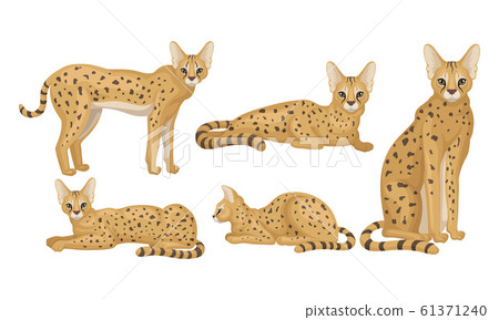 Spotted Cheetah in Standing and Sitting Pose Vector Illustrations Set 61371240