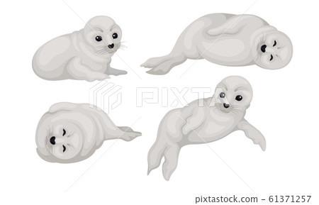 White Playful Fur Seal Lying and Rolling Vector Illustrations Set White Playful Fur Seal Lying and Rolling Vector Illustrations Set 61371257