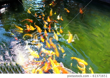 colorful kois in pool.the beautiful crafts swimming and sun reflex on water.nature light and good feed make multi color fish or pet strong beauty. colorful kois in pool.the beautiful crafts swimming and sun reflex on water.nature light and good feed make multi color fish or pet strong beauty. 61371651