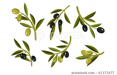 Olives on Branches Vector Set. Eco Ingredient for Salads 61371877