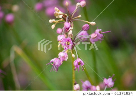 Rakkyo flower (Gaihaku, Kaihaku, Allium chinense, Chinese herb), also known as: Onira 61371924