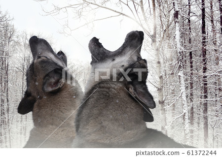 duet of two wolves in the winter forest 61372244