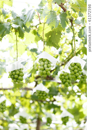 Grapes just before harvest in July, Yamanashi Prefecture, Japan Grapes just before harvest in July, Yamanashi Prefecture, Japan 61372598