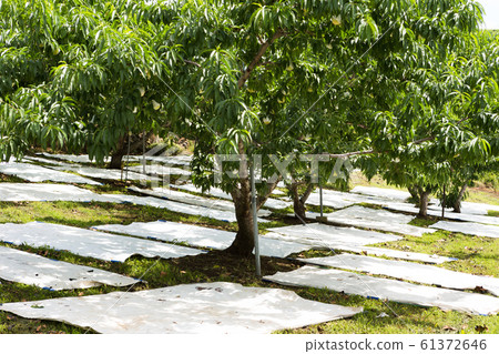 Peach farm in Yamanashi Prefecture, Japan, harvest time in July Peach farm in Yamanashi Prefecture, Japan, harvest time in July 61372646
