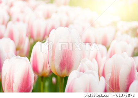 View at beautiful Keukenhof park flower lawns View at beautiful Keukenhof park flower lawns 61372878