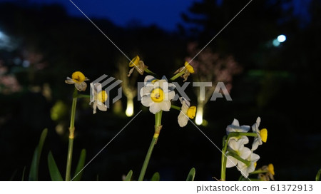 陽明山水仙 61372913