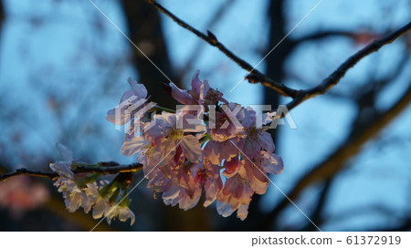 陽明山櫻花 陽明山櫻花 61372919