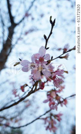 Yangmingshan Cherry Blossoms Yangmingshan Cherry Blossoms 61372920