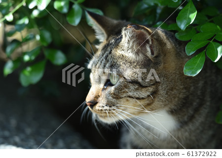 wildcat wildcat 61372922