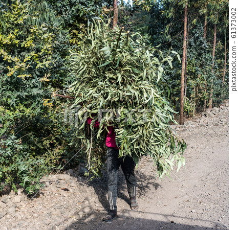 An local farmer carrying home harvested sorghum in Ethiopia, Africa 61373002