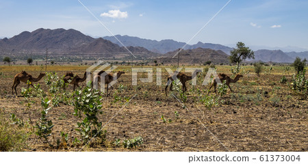 Camels on the road to Gheralta in Tigray, Northern Ethiopia. Camels on the road to Gheralta in Tigray, Northern Ethiopia. 61373004