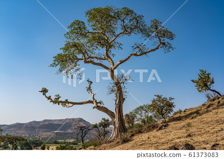 Landscape view near the Blue Nile falls, Tis-Isat in Ethiopia, Africa 61373083