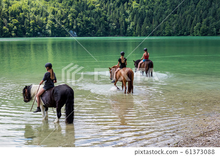 horses in the weissensee lake in the alps near fuessen, allgaeu, bavaria,germany horses in the weissensee lake in the alps near fuessen, allgaeu, bavaria,germany 61373088