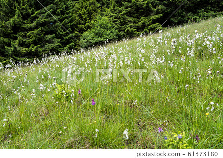 Landscape around Bad Hindelang in Bavaria, Germany Landscape around Bad Hindelang in Bavaria, Germany 61373180