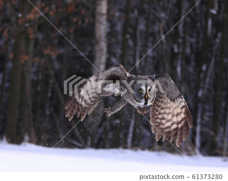 Great Grey Owl or Lapland Owl, lat. Strix nebulosa Great Grey Owl or Lapland Owl, lat. Strix nebulosa 61373280