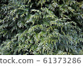 Thuja 61373286