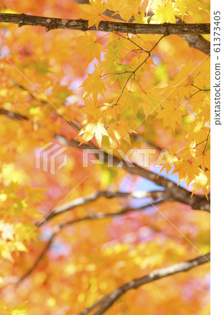 Clear autumn leaves Clear autumn leaves 61373405