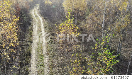 drone getting up in autumn yellow forest near drone getting up in autumn yellow forest near 61373407