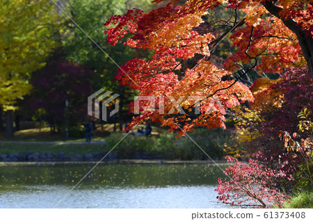 秋天的葉子在池塘邊 秋天的葉子在池塘邊 61373408