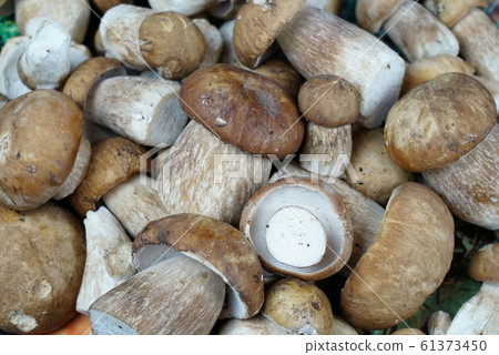 Boletus edible mushrooms. Forest fungi Boletus. Boletus edible mushrooms. Forest fungi Boletus. 61373450