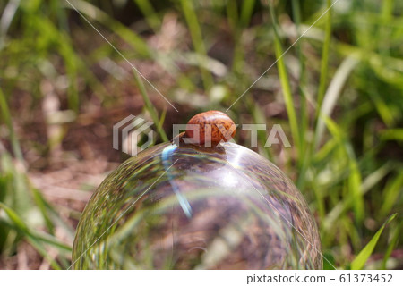 Small snail crawling by crystal ball, beautiful Small snail crawling by crystal ball, beautiful 61373452