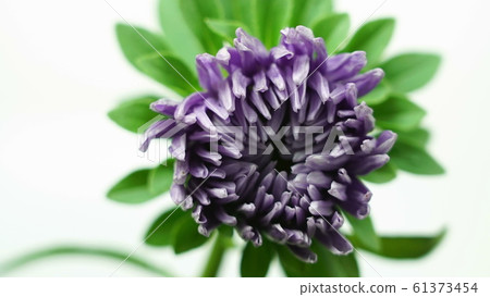Time-lapse of opening violet purple dahlia flower Time-lapse of opening violet purple dahlia flower 61373454