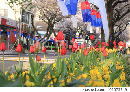 櫻花，花朵，節日，濟州，春天，櫻花，旅行，旅遊，花瓣， 61373749