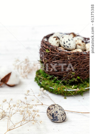 Easter decoration with egg in nest cup and cotton 61375388