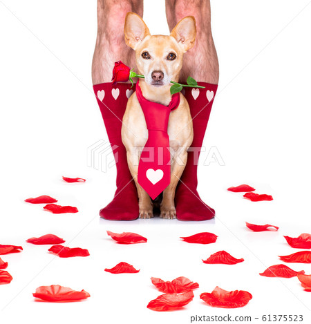valentines wedding dog in love 61375523