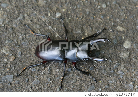 Red-footed stag beetle Red-footed stag beetle 61375717